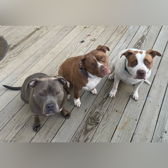 Like this Listing to be Notified of Future Show’s
SHOW SCHEDULE HERE! - Picture 5 of 8